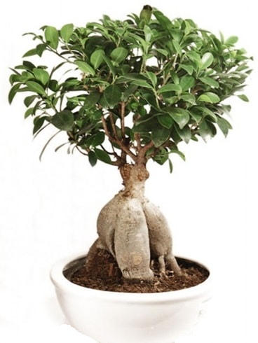 Ginseng bonsai japon aac ficus ginseng  Konya hediye sevgilime hediye iek 